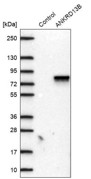 Merck Anti-ANKRD13B antibody produced in rabbit