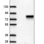 Merck Anti-ANKRD13B antibody produced in rabbit