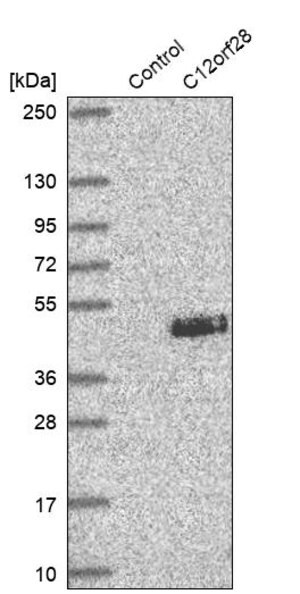 Merck Anti-MYRFL antibody produced in rabbit