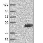 Merck Anti-MYRFL antibody produced in rabbit