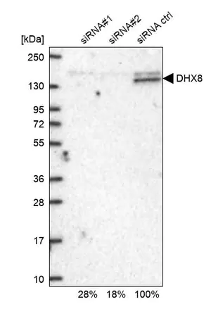 Merck Anti-DHX8 antibody produced in rabbit