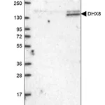 Merck Anti-DHX8 antibody produced in rabbit