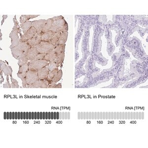 Merck Anti-RPL3L antibody produced in rabbit