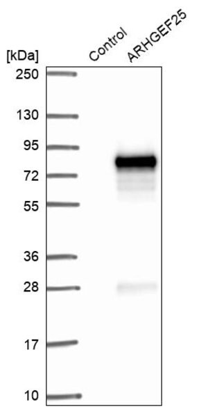Merck Anti-ARHGEF25 antibody produced in rabbit