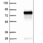 Merck Anti-ARHGEF25 antibody produced in rabbit