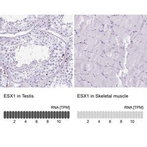 Merck Anti-ESX1 antibody produced in rabbit