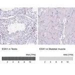 Merck Anti-ESX1 antibody produced in rabbit