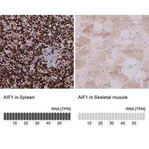 Merck Anti-AIF1 antibody produced in rabbit