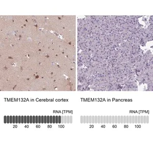Merck Anti-TMEM132A antibody produced in rabbit