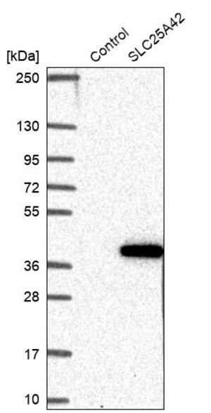 Merck Anti-SLC25A42 antibody produced in rabbit