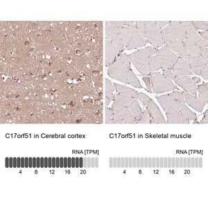 Merck Anti-C17ORF51 antibody produced in rabbit
