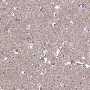 Merck Anti-ASIC2 antibody produced in rabbit