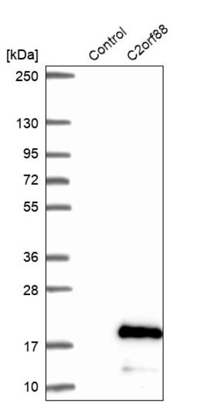 Merck Anti-C2ORF88 antibody produced in rabbit