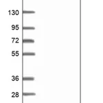 Merck Anti-C2ORF88 antibody produced in rabbit