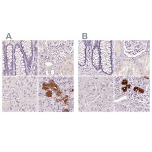 Merck Anti-BPIFB2 antibody produced in rabbit