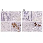 Merck Anti-BPIFB2 antibody produced in rabbit