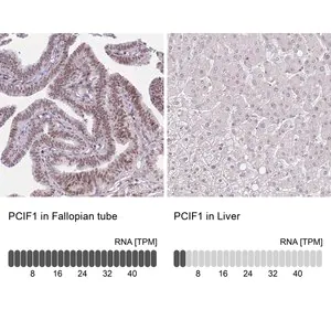 Merck Anti-PCIF1 antibody produced in rabbit