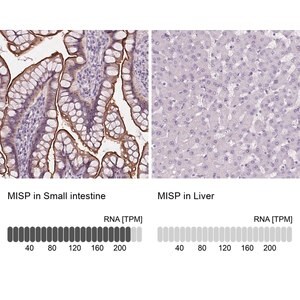 Merck Anti-MISP antibody produced in rabbit