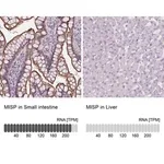 Merck Anti-MISP antibody produced in rabbit