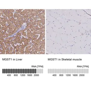 Merck Anti-MGST1 antibody produced in rabbit