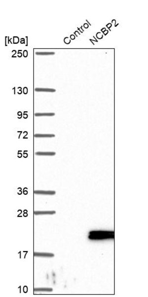 Merck Anti-NCBP2 antibody produced in rabbit