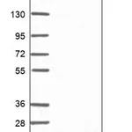 Merck Anti-NCBP2 antibody produced in rabbit