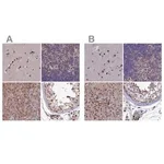 Merck Anti-DNPEP antibody produced in rabbit