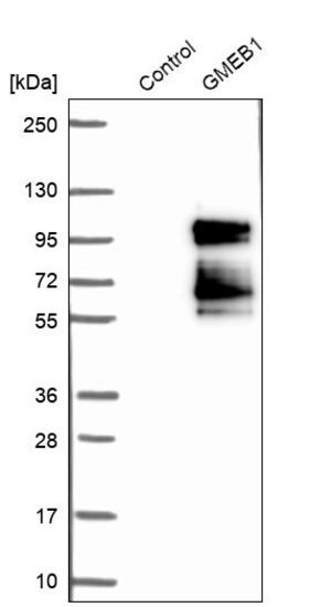 Merck Anti-GMEB1 antibody produced in rabbit