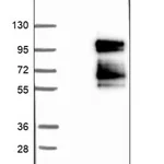 Merck Anti-GMEB1 antibody produced in rabbit
