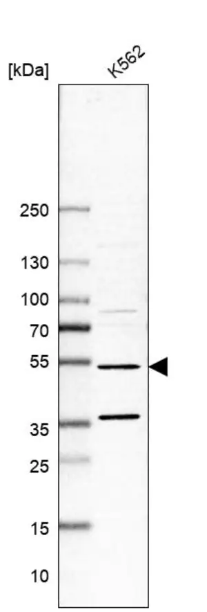 Merck Anti-MTERF1 antibody produced in rabbit