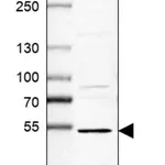 Merck Anti-MTERF1 antibody produced in rabbit