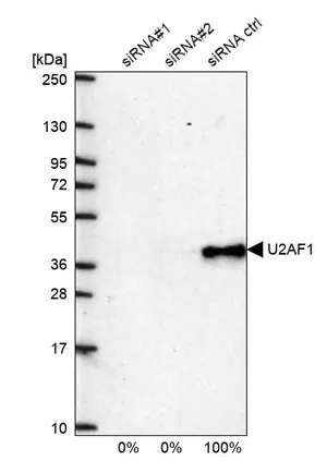 Merck Anti-U2AF1 antibody produced in rabbit