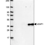 Merck Anti-U2AF1 antibody produced in rabbit