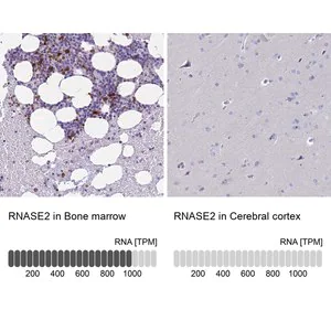 Merck Anti-RNASE2 antibody produced in rabbit