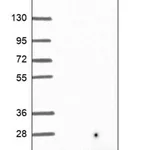 Merck Anti-C2orf76 antibody produced in rabbit