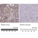 Merck Anti-ABCA8 antibody produced in rabbit