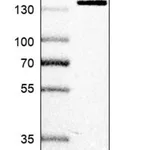 Merck Anti-SF3B2 antibody produced in rabbit
