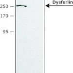 Merck Anti-Dysferlin (N-terminal region) antibody produced in rabbit