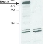 Merck Anti-Nestin (C-terminal) antibody produced in rabbit