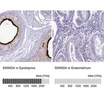 Merck Anti-SMIM24 antibody produced in rabbit