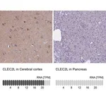 Merck Anti-CLEC2L antibody produced in rabbit