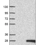 Merck Anti-TIMM22 antibody produced in rabbit