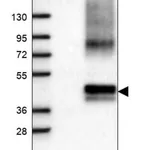 Merck Anti-HM13 antibody produced in rabbit