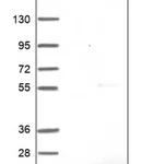 Merck Anti-UBE2W antibody produced in rabbit