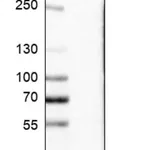 Merck Anti-MEOX1 antibody produced in rabbit