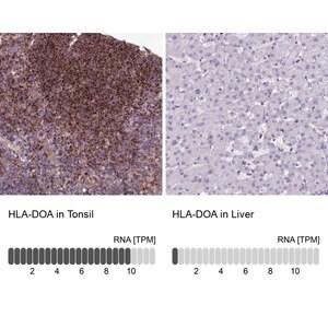 Merck Anti-HLA-DOA antibody produced in rabbit