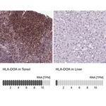 Merck Anti-HLA-DOA antibody produced in rabbit