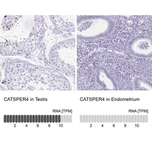 Merck Anti-CATSPER4 antibody produced in rabbit