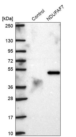 Merck Anti-NDUFAF7 antibody produced in rabbit