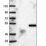 Merck Anti-NDUFAF7 antibody produced in rabbit